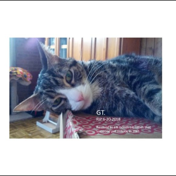 Meet your Posher, Andrea - Picture 6 of 7